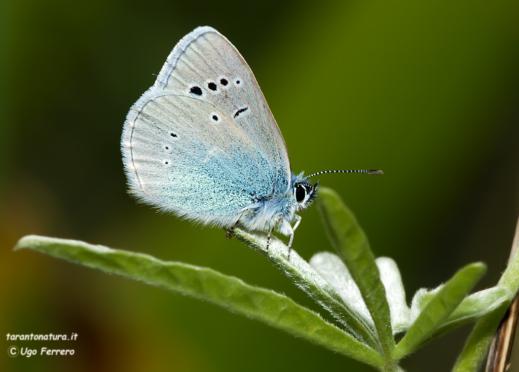 Identificazione licenide, grazie !